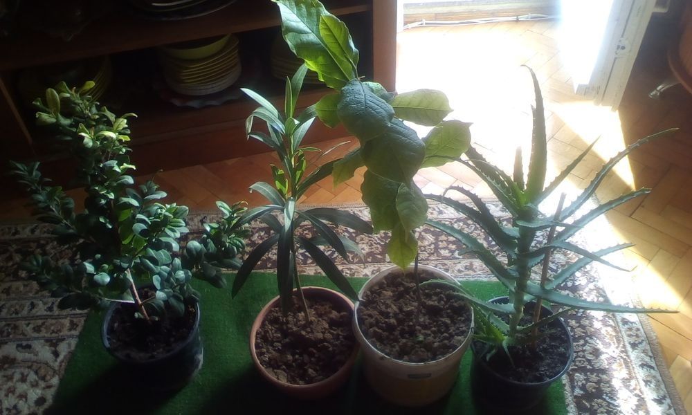 Copacei de magnolie,aloie vera si ficus tailandez