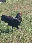 Vănd cocoșii Australorp Negru.