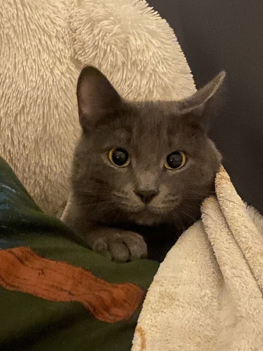 Отдаем кота в добрые руки