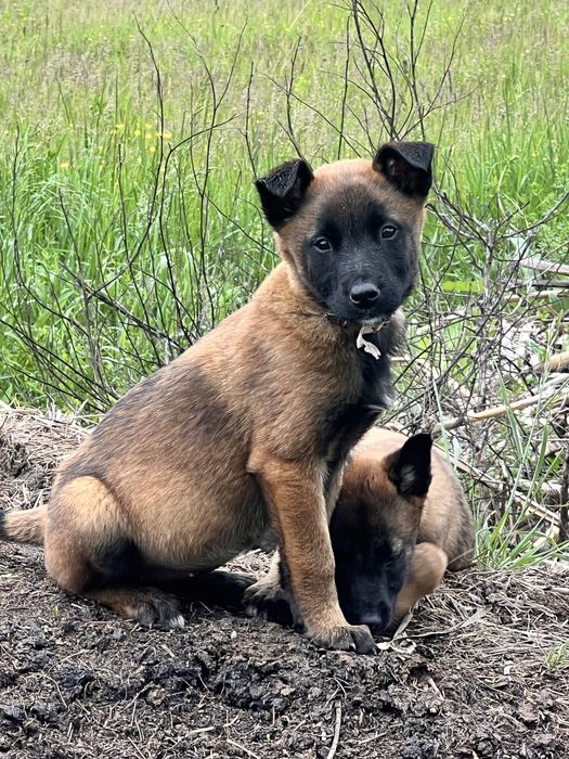 Adoptie o catelusa si un catel