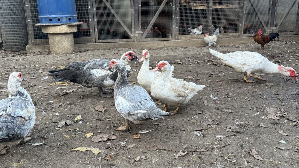 Rățoi si rațe leșești mute albe si albastre