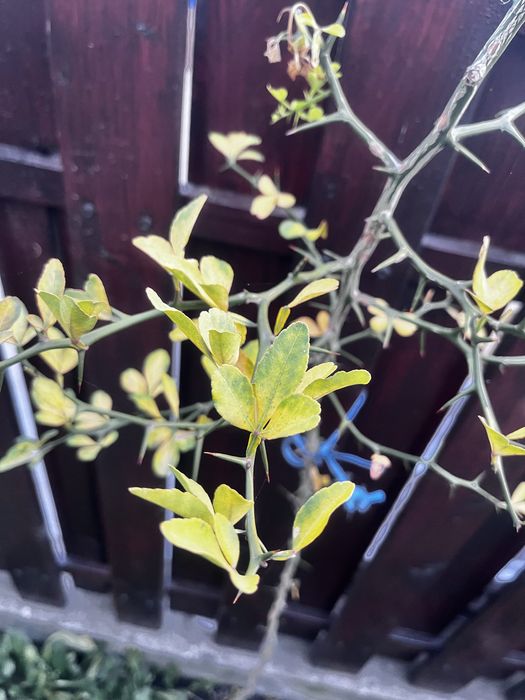 Lămâi trifoliat (Poncirus Trifoliata)