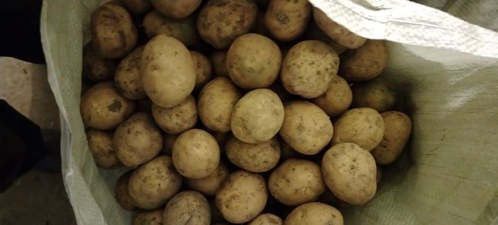 Продаю картофель крупный.
