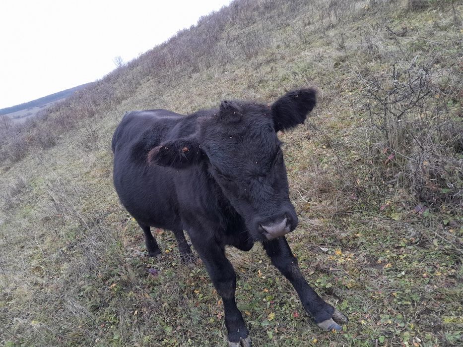 Tauras de angus negru