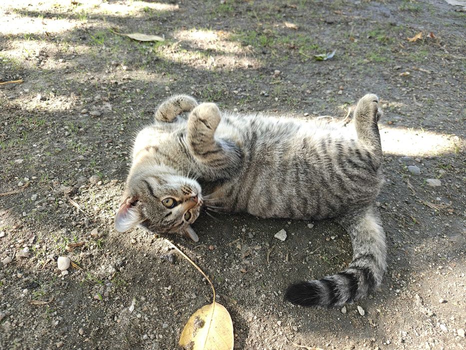 Pisicuta tigrata 5 luni spre adoptie