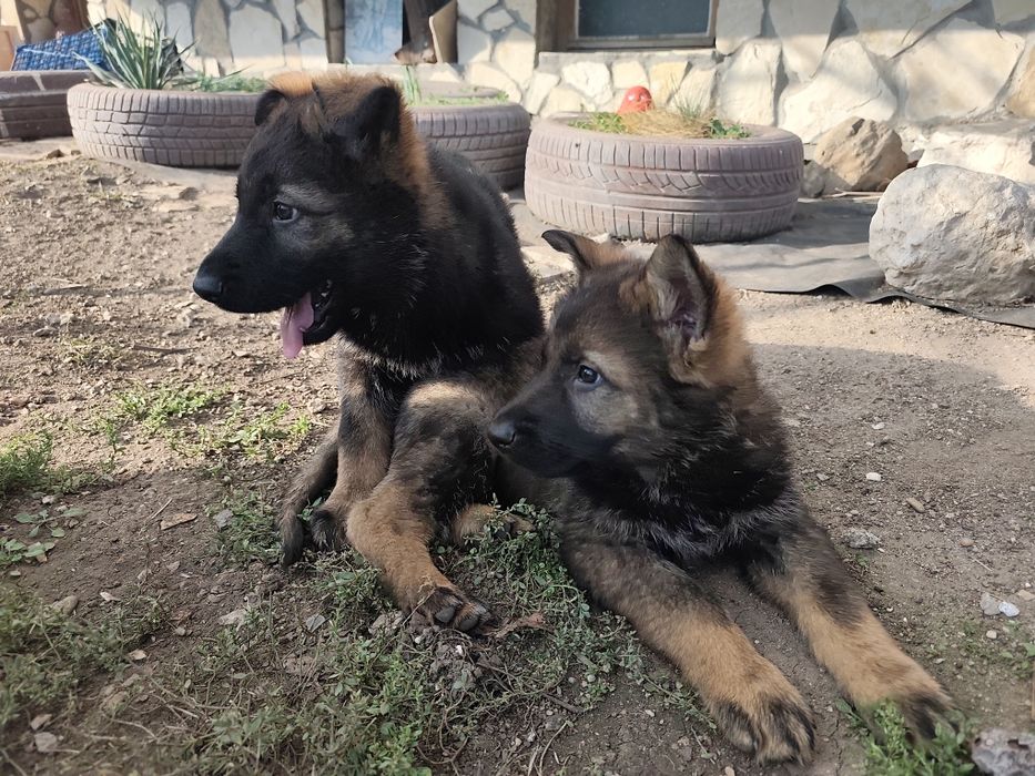 Немска овчарка - сивак