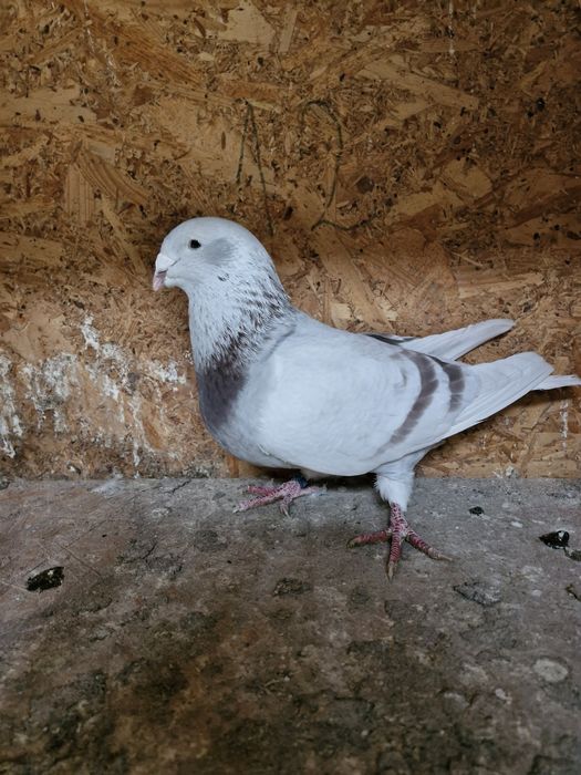 Vand porumbei voiajori standard