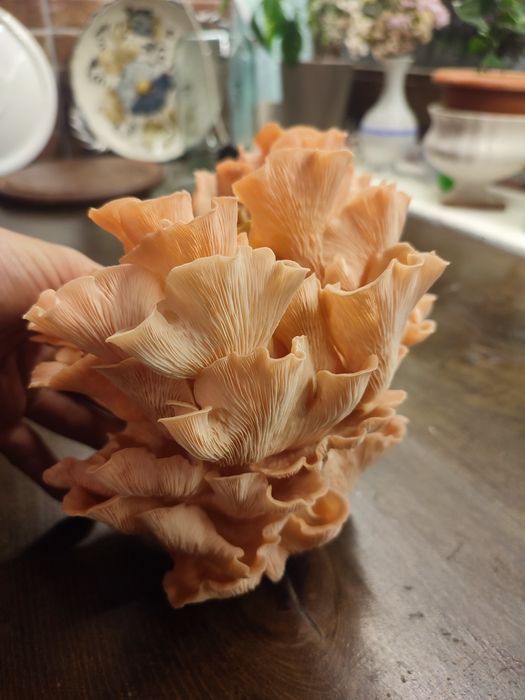 Ciuperci Pleurotus Roz (Flamingo)