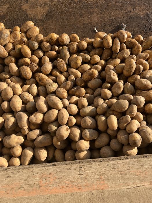 Cartofi pentru animale-samanta