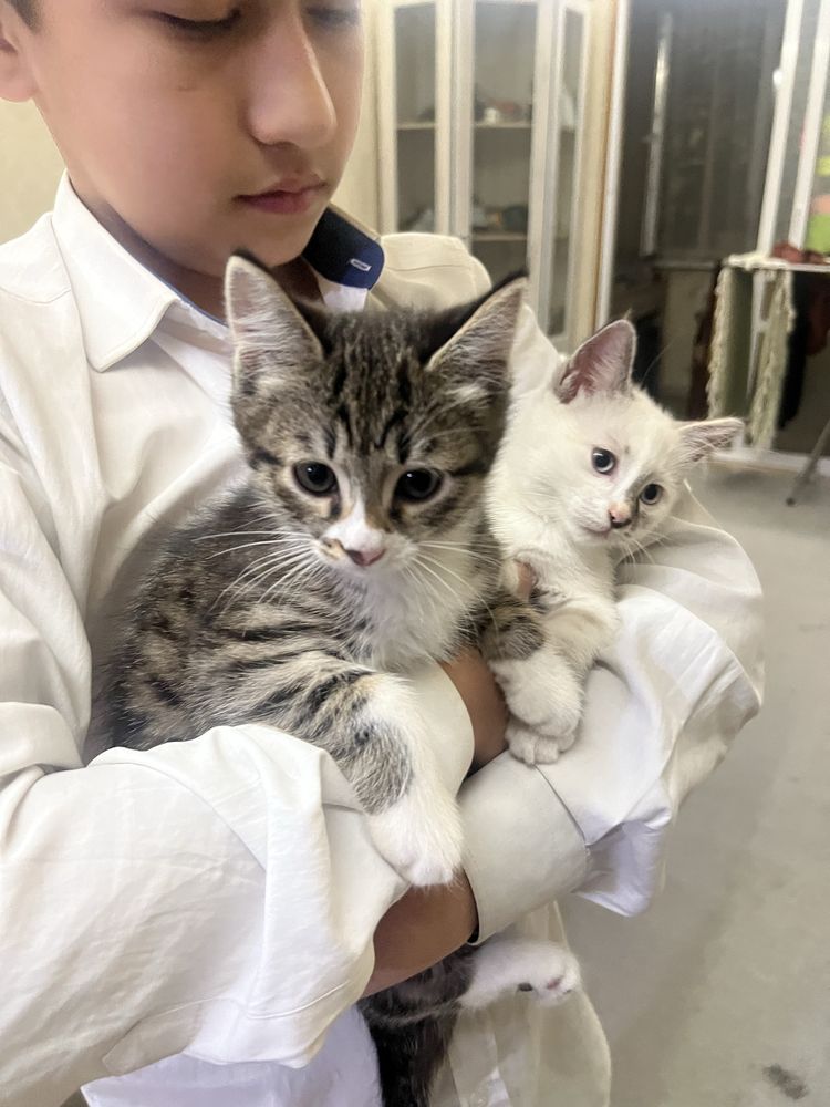 Котята бесплатно