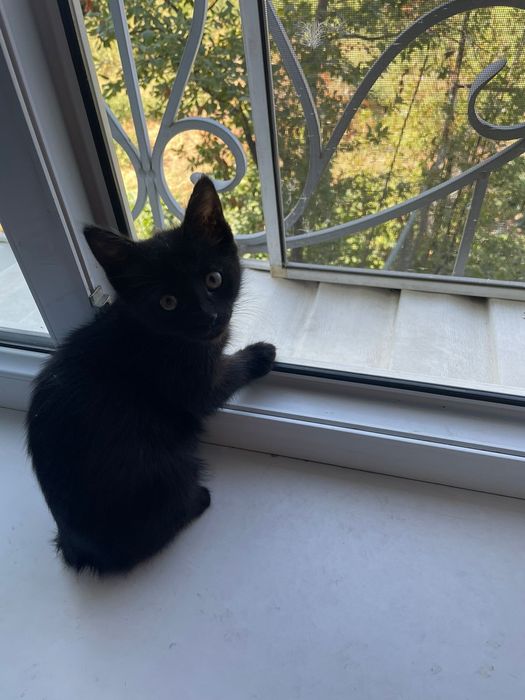 Котёнок девочка отдам