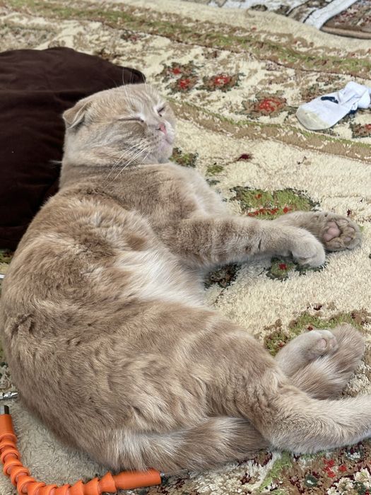 Скоттиш фолд цена договорная