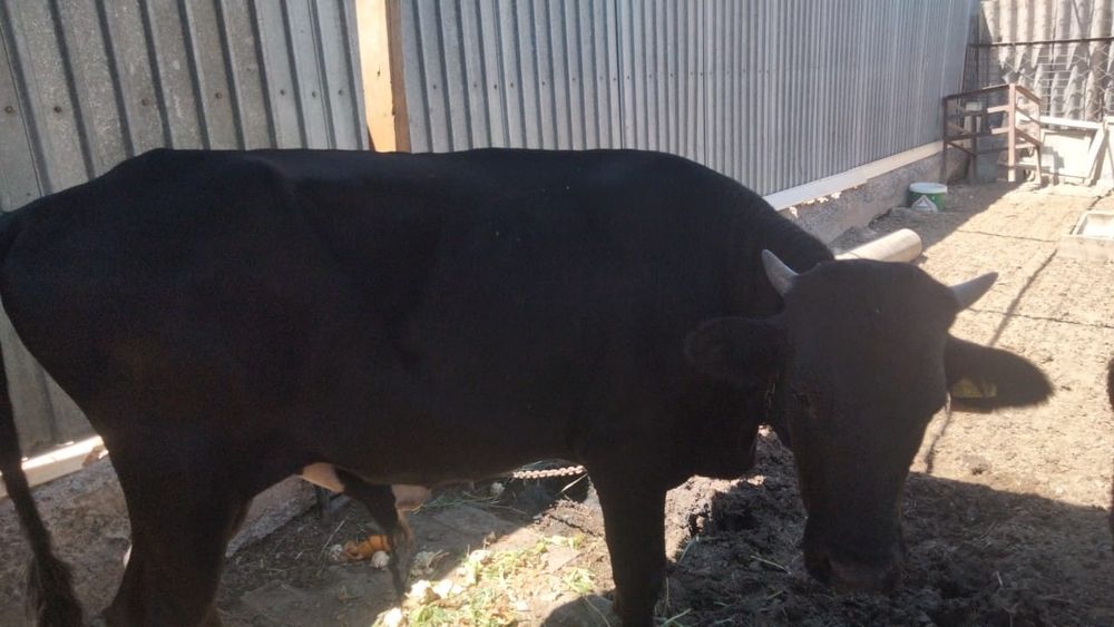 багылган бока тамагы ток))