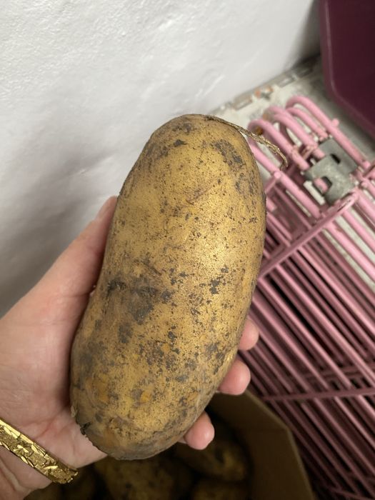 Продам картофель .Осень хороший, отборный,