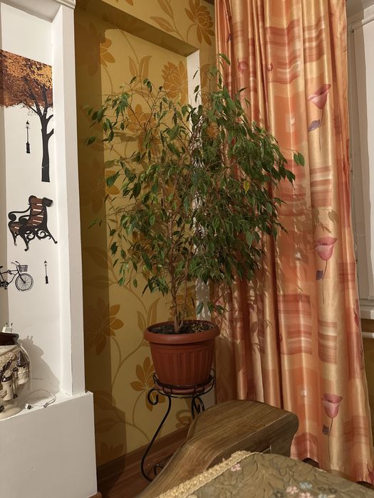 Үй гүлдері, комнатные цветы