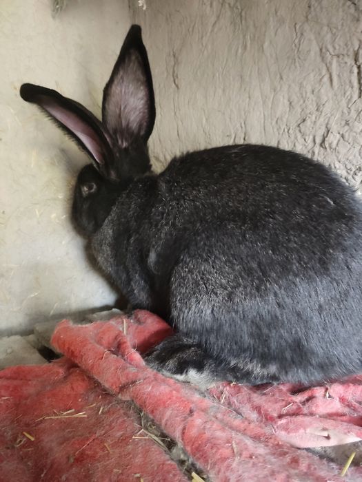 Flander samka sotiladi