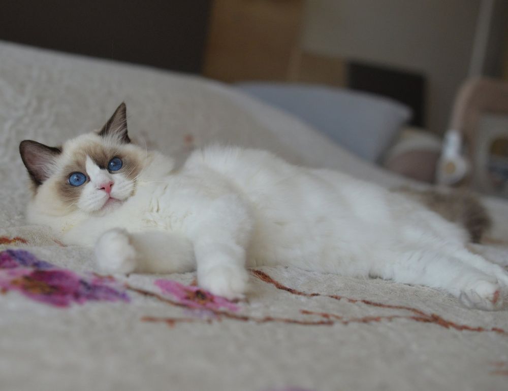 РАГДОЛ котенца търсят своите нови семейства. Ragdoll kittens.