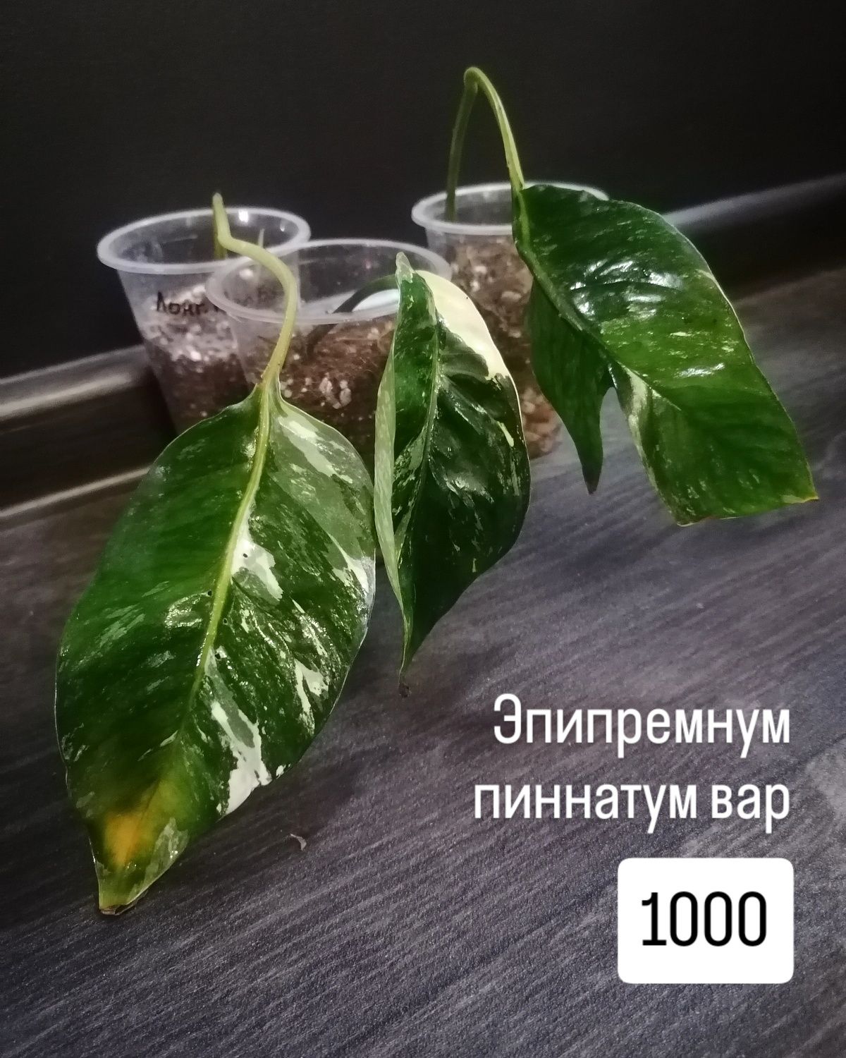 Эпипремнумы пиннатум вар, себу блю и золотистый