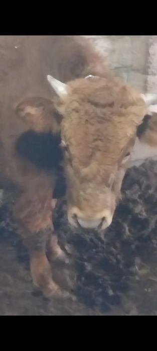 Буқалар сатыладыы