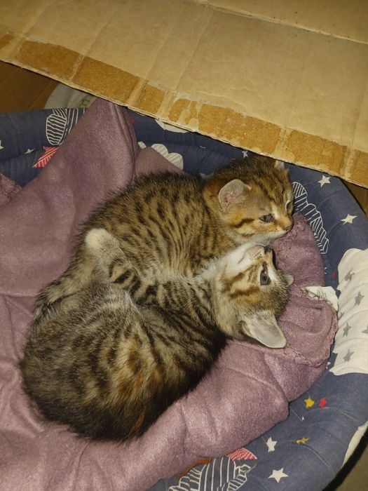 Donez pisică  de casă cu doi pui mici ..