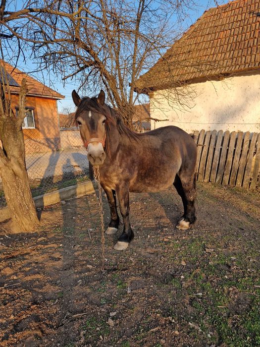 Vând iapă cestantă 3 ani