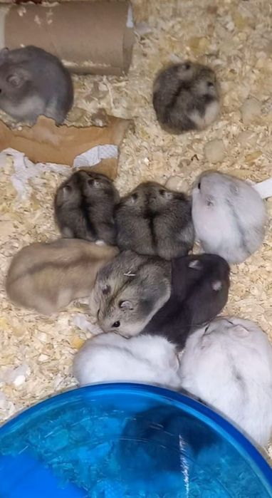 Hamsteri Siberieni
