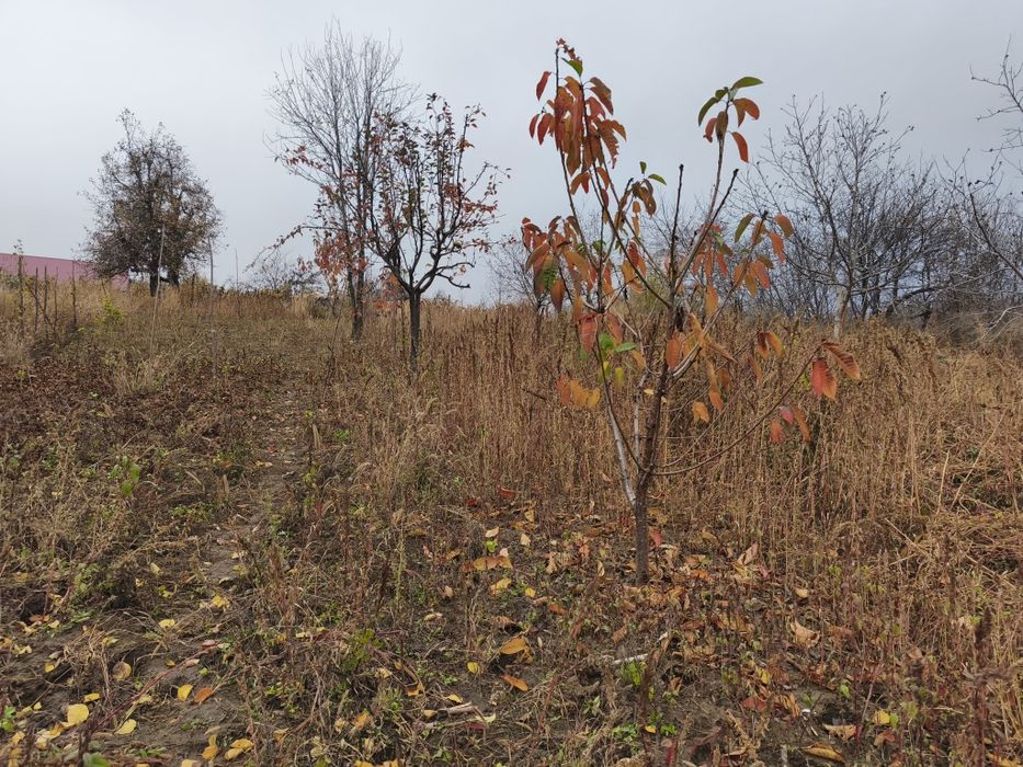 Teren intravilan 2517 mp la 29 km de Iasi,drum asfaltat