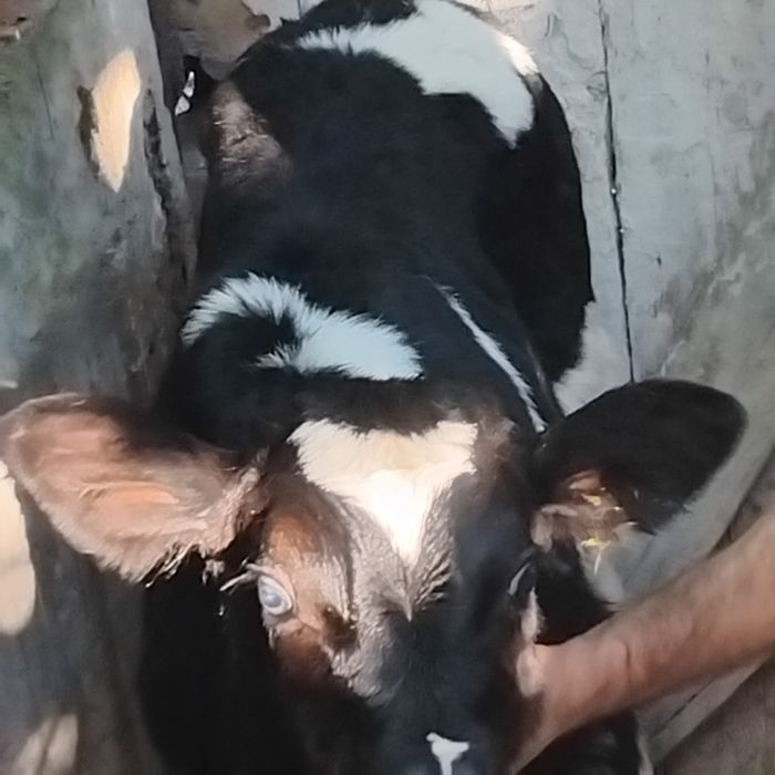 Vând un tăuraș belgian