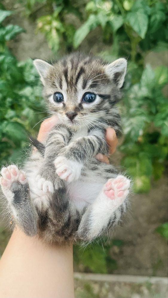 Котята мультяшные в добрые руки