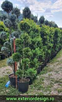 Pon pon Tuia spirala, plante ornamentale pret minim ( thuja smaragd)