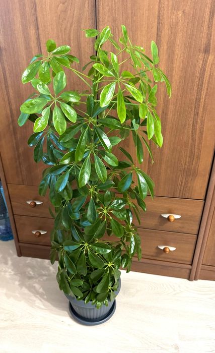 Arbore umbrela, Schefflera