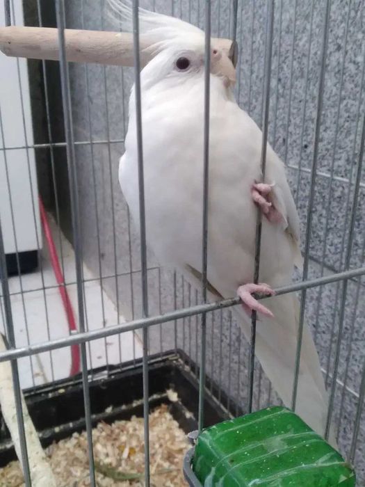 Papagal alb + colivie