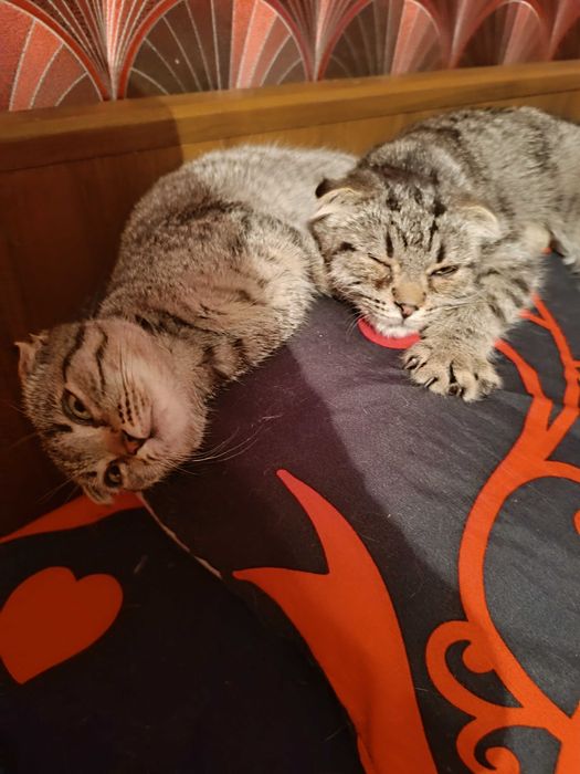 Котейки ищут новый дом