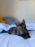 Коте  момче 2 месеца