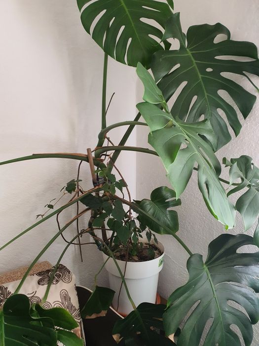 Vand planta Filodendron