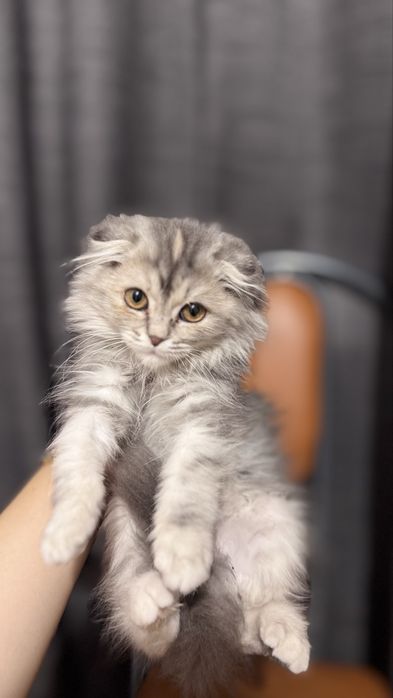 Породистая, Вислоухая кошка котёнок