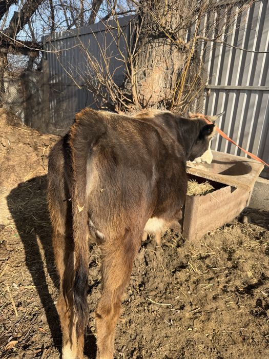 Сиыр корова сатамын