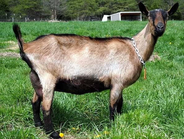 Продавам козички и ярета.