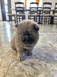 Chow chow de vanzare