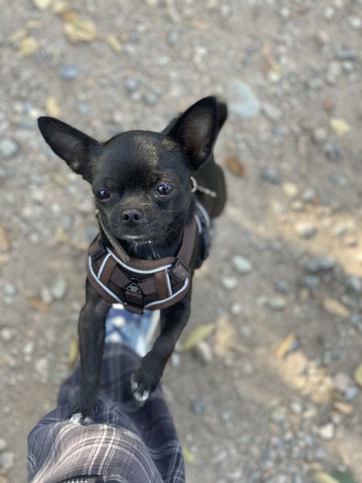 Кобель чихуахуа чистокровный с документами , на вязку