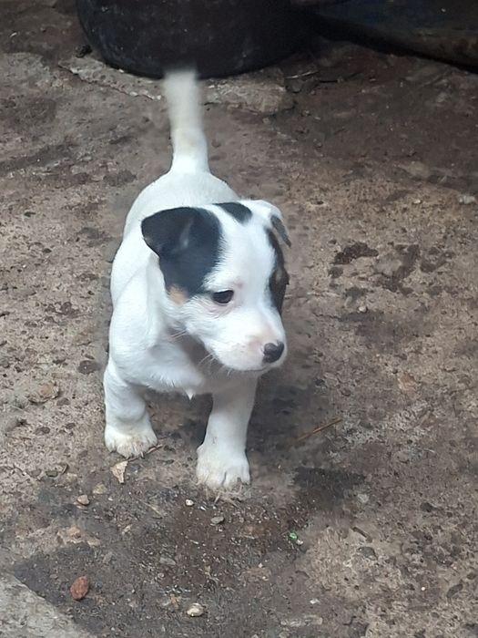 Джак ръсел териер