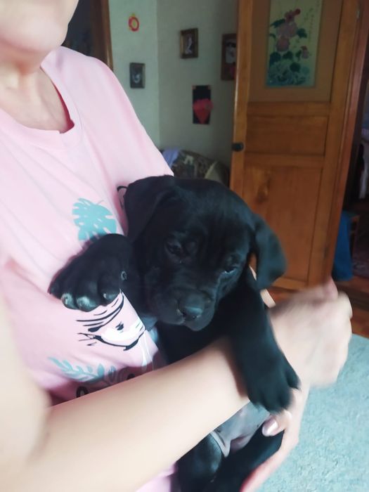 Щенок породы Кане Корсо