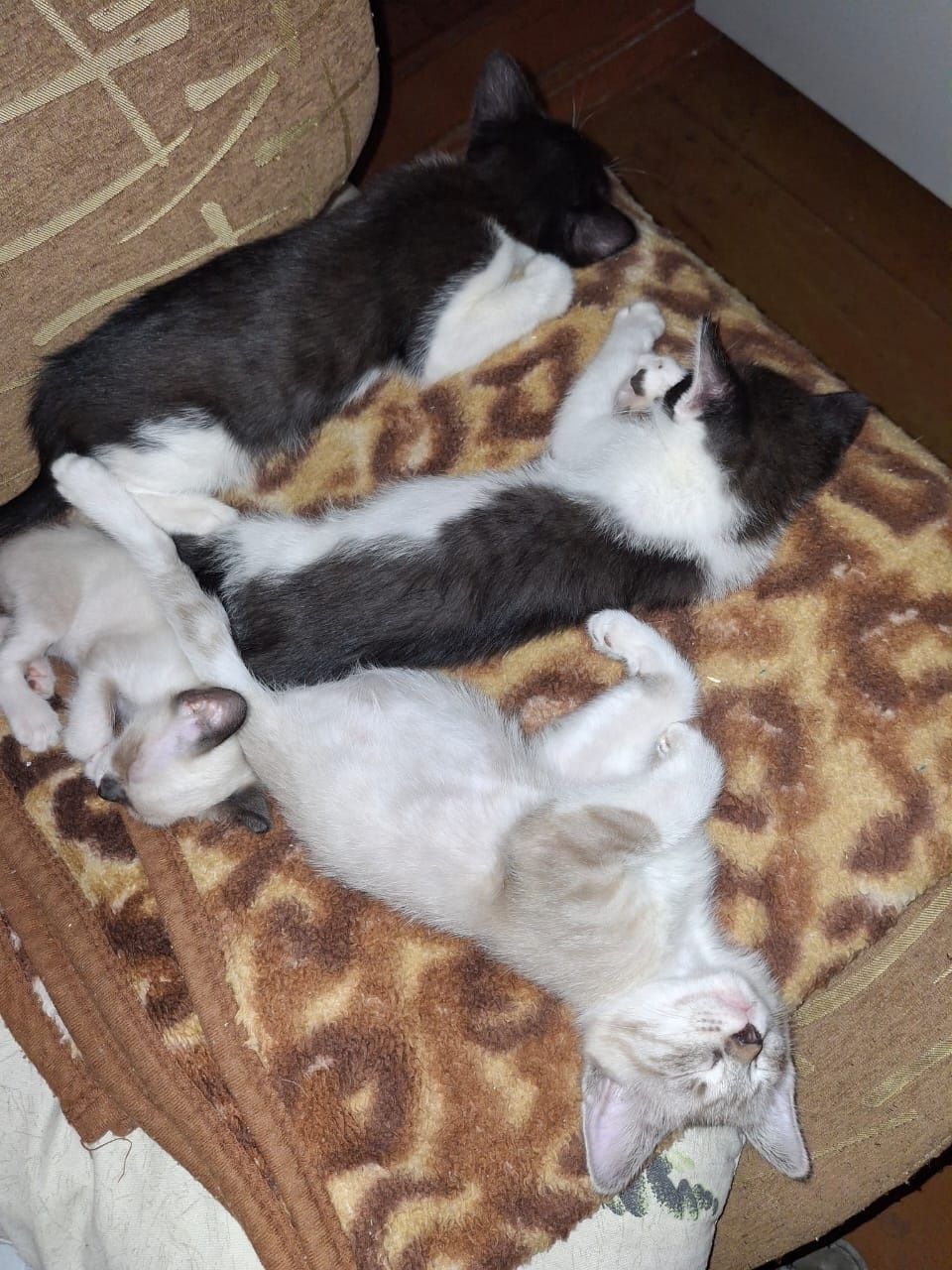 Котята бесплатно