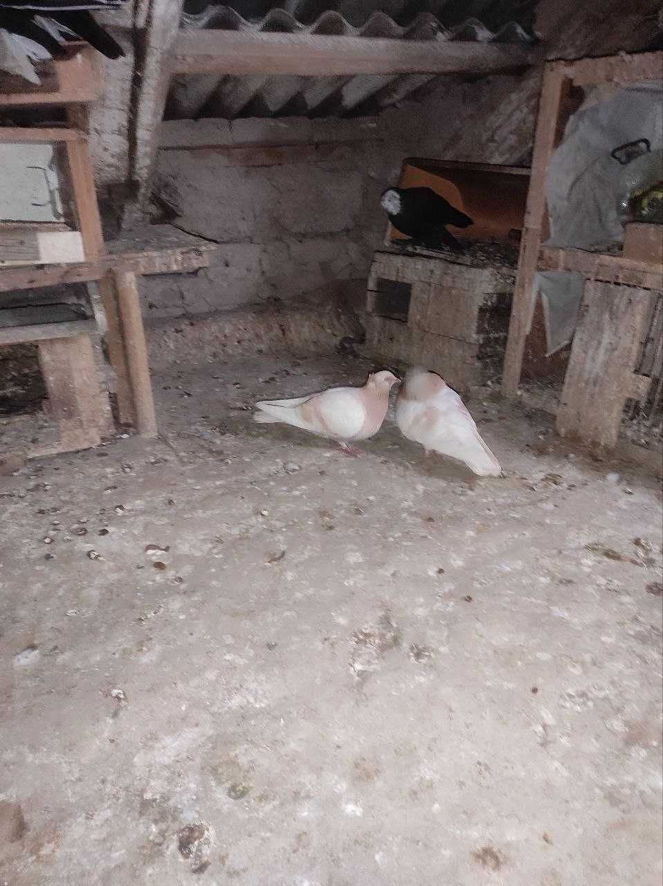 Продаются голуби