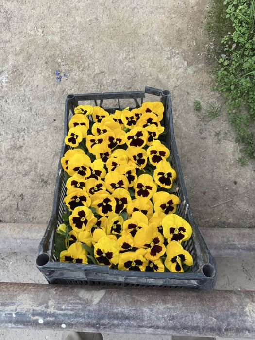 Mavsumiy gullar viola karam