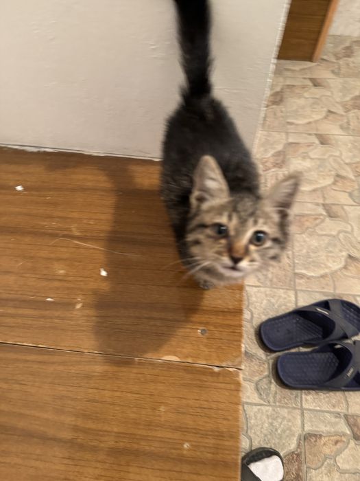 Котенок 2-3 месяцев
