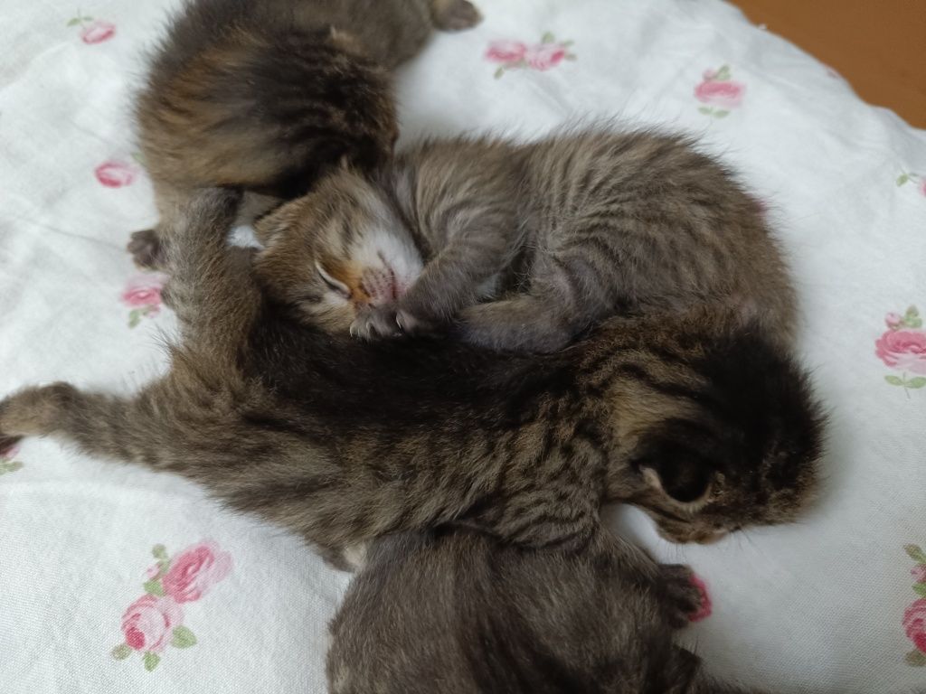 Отдам котят в добрые руки