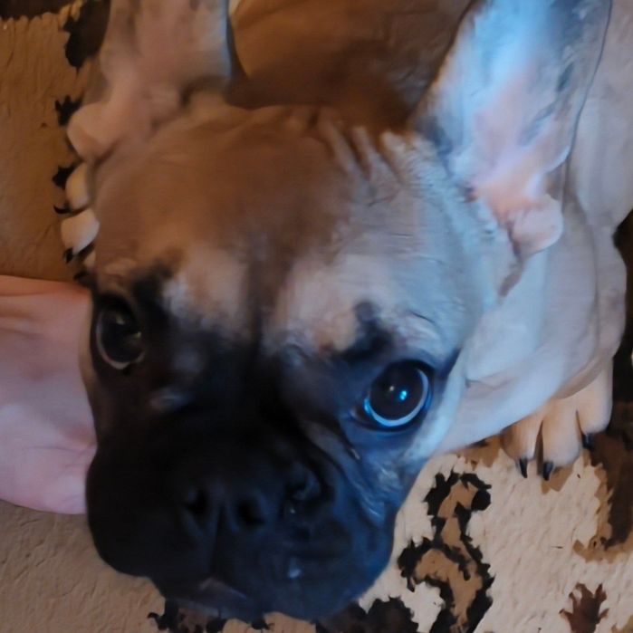 Французский бульдог