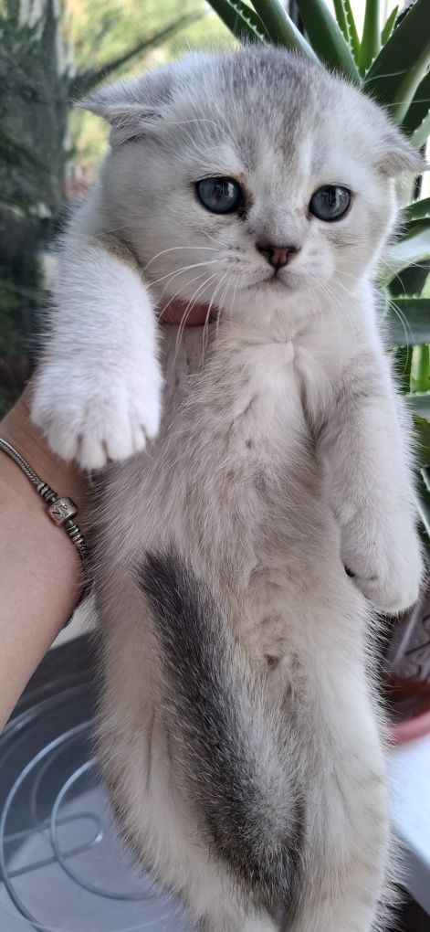 Котята скоттиш фолд от правильной вязки