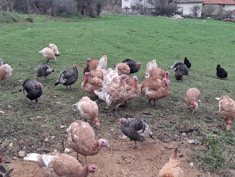 Продавам домашни пуйки